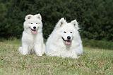 SAMOYEDE 055